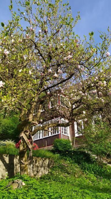 Haus Am Wald Zorge 16+ Gaeste Walkenried Extérieur photo